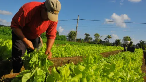 Ocho de cada diez agricultores han sido víctimas de robos en el último año, según encuesta de la SNA  