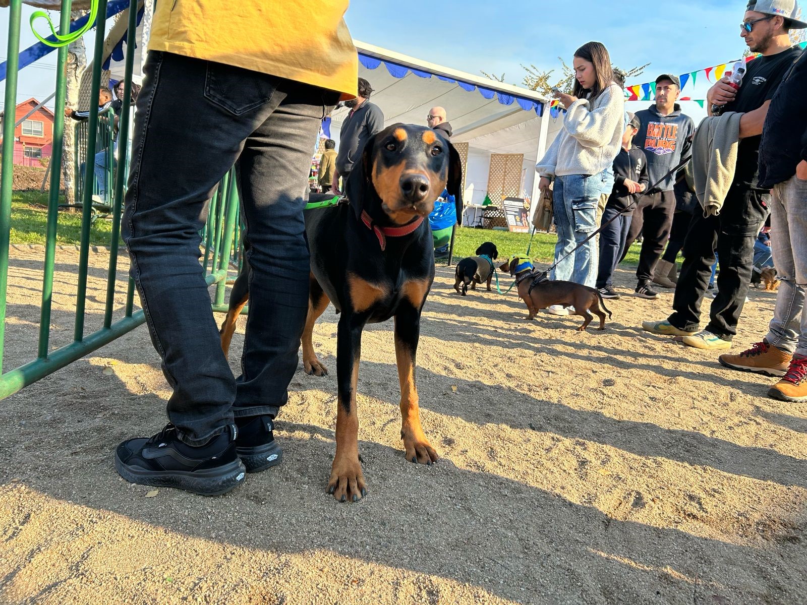 Mascofest / Diario La Tribuna