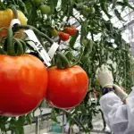 La OMS, la FAO y la FDA han concluido, con la experiencia de distintos estudios conducidos por cada uno de ellos, que los alimentos transgénicos son tan seguros como los convencionales.