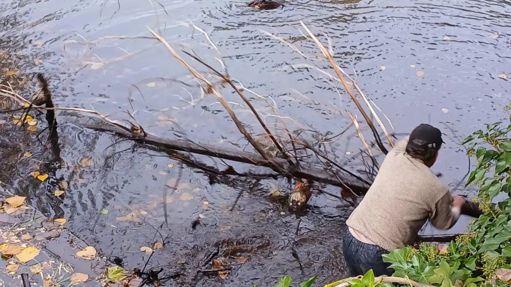 Descartan contaminación de aguas en estero que nutre a la comunidad de Rere, Cedida