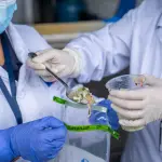 La ingesta de alimentos  adquiridos en la vía pública y consumo maricos crudos están dentro de los principales factores de riesgo en el contagio de la Hepatitis A, Seremi de Salud Biobío