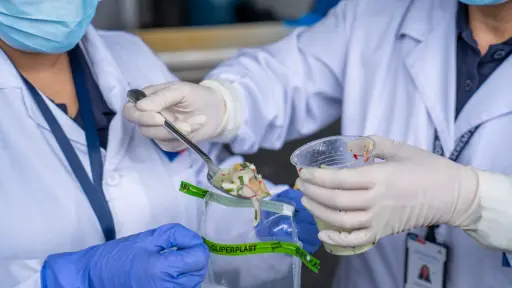 Encuesta revela que consumo de mariscos crudos y comida callejera son los principales riesgos de hepatitis A en Biobío