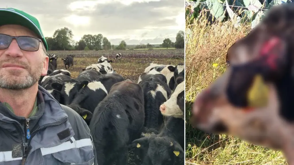 Los productores lecheros llamaron a los órganos competentes a tomar medidas concretas a nivel de educación de la población, esterilización o eutanasia de los animales en casos extremos.