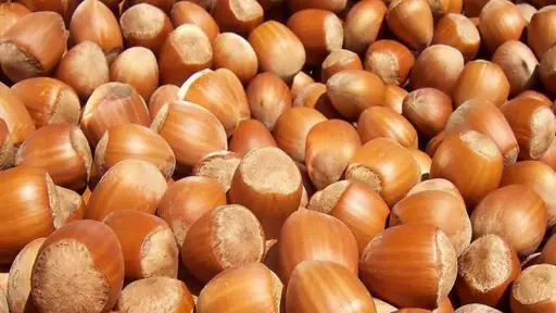 Récord de producción de avellano europeo invita a replantear los próximos años del frutal
