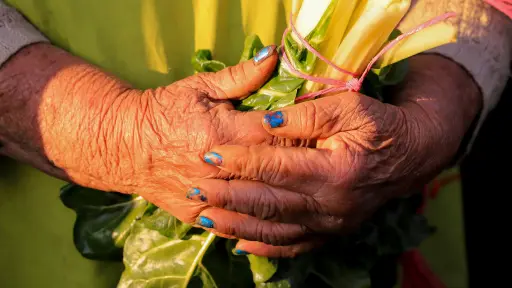Desarrollarán feria campesina con temática relacionada a productos del bosque en Biobío