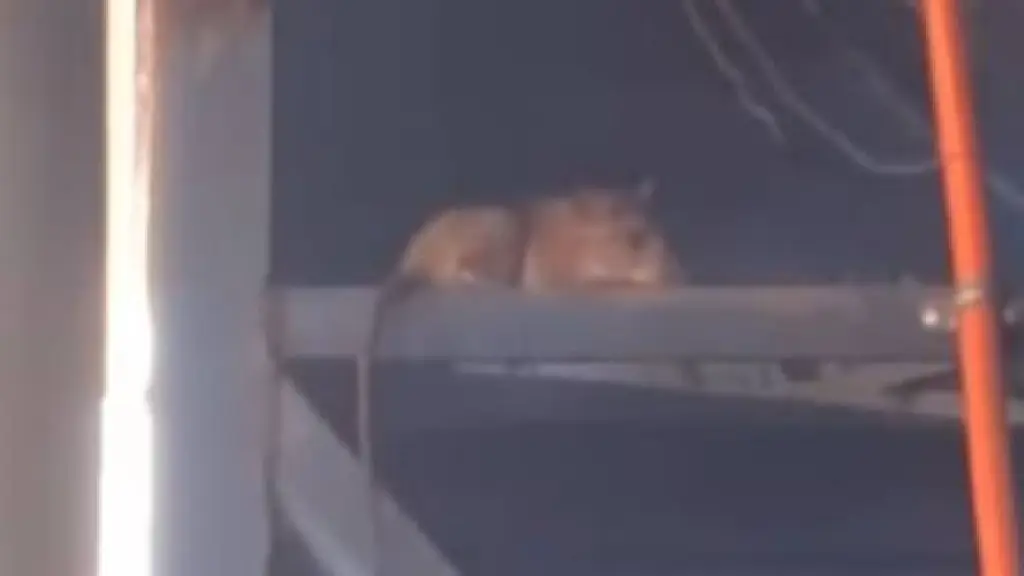 Grave deterioro en liceo de Florida: denuncian plaga de ratones, goteras y basura, Diario La Tribuna