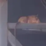 Grave deterioro en liceo de Florida: denuncian plaga de ratones, goteras y basura, Diario La Tribuna