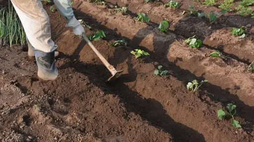 Huertas urbanas en otoño: una oportunidad para regenerar la tierra y prepararse para el invierno