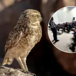 La actividad refuerza el compromiso del SAG con la conservación de la biodiversidad y el control efectivo del manejo de especies., Gentileza | contexto