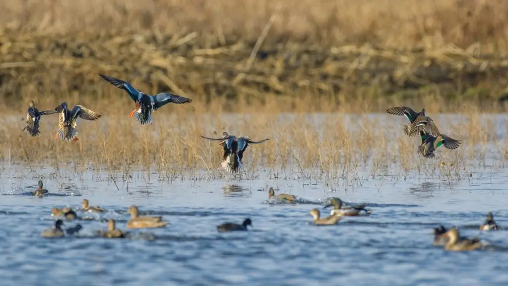 El gremio de productores de carne ha entregado asistencia técnica a pequeños productores de manera que las aves no tengan contacto con aves silvestres, beneficiando a 200 pequeños productores.