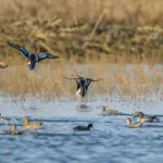 El gremio de productores de carne ha entregado asistencia técnica a pequeños productores de manera que las aves no tengan contacto con aves silvestres, beneficiando a 200 pequeños productores.