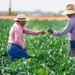 La regularización de la entrada de trabajadores migrantes a Chile permite al país avanzar en formalidad y seguridad, a la vez que aporta al sector productor agrícola nacional.
