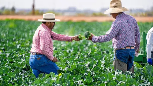 Destacan alianza público-privada para regularizar trabajadores bolivianos en temporada de cosecha