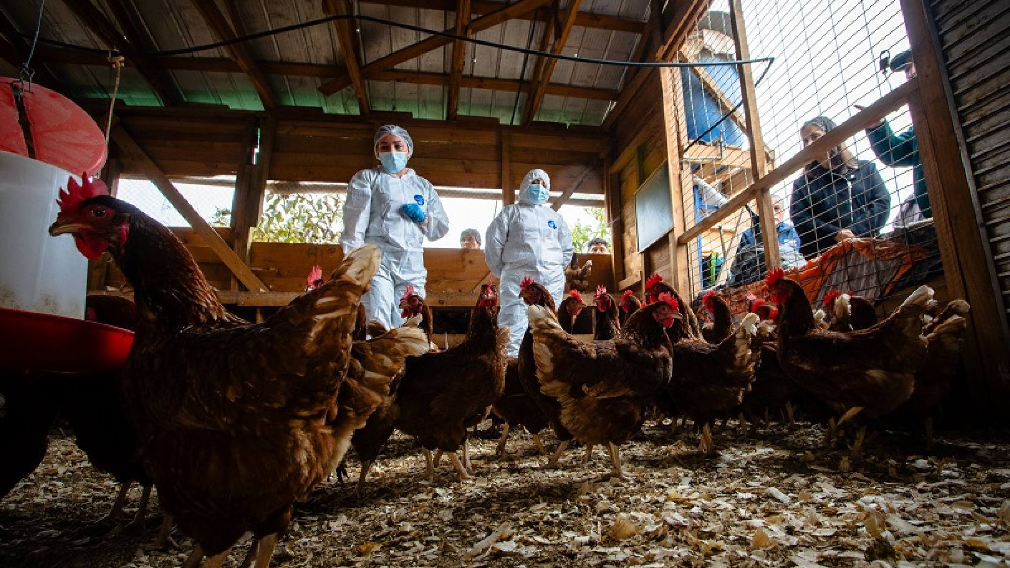 Alerta por gripe aviar en Los Lagos: SAG confirma casos H5N1 en 3 comunas
