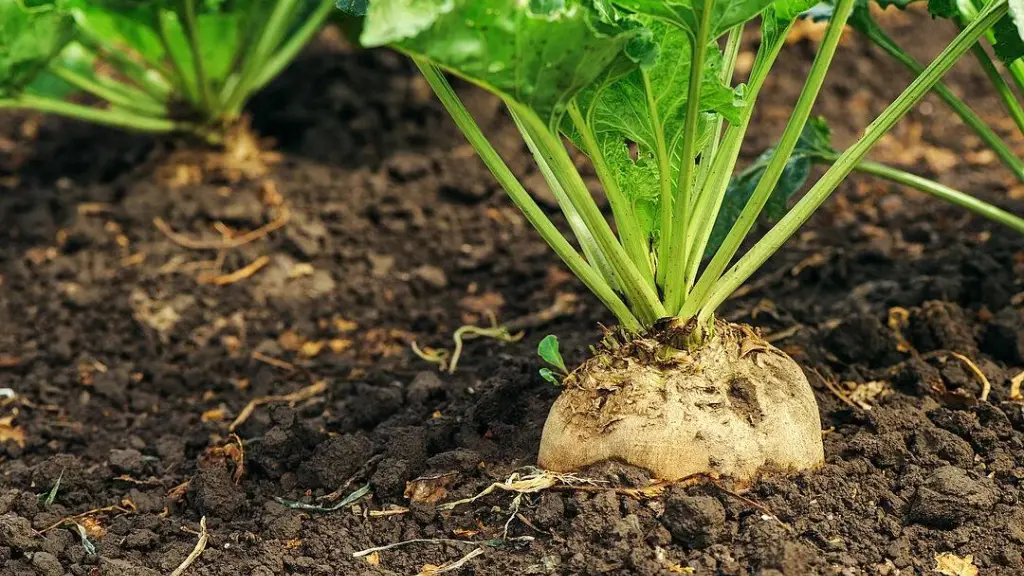 Gracias al desarrollo del cultivo de la remolacha, desde donde se extrae el azúcar, en Chile, se introdujeron nuevas tecnologías a otros cultivos del país.