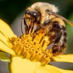Monachi A.G. conmemoró el Día Mundial de la Abeja destacando el aporte de estos insectos a la agricultura, la alimentación y el equilibrio ecológico.