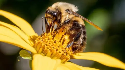 Tras el Día Mundial de la Abeja: gremio impulsa profesionalización de la apicultura en Chile