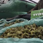 842 kilos de marihuana y dos personas detenidas dejó operativo antidrogas en Limarí, Carabineros