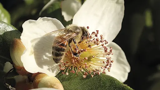 Día Mundial de las Abejas: lanzan guía pionera para mejorar el bienestar en la apicultura