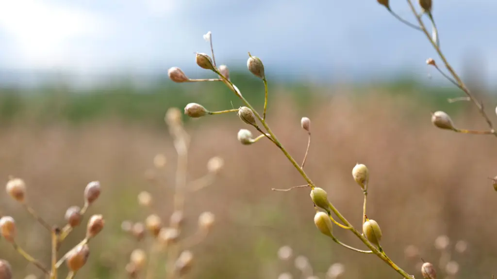 Una planta de camelina modificada genéticamente puede convertirse en un insumo clave para la industria, al ofrecer un aceite rico en Omega 3.