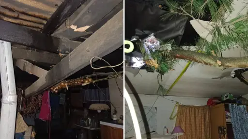 Vecina solicita ayuda para su madre: árbol cayó sobre casa durante temporal