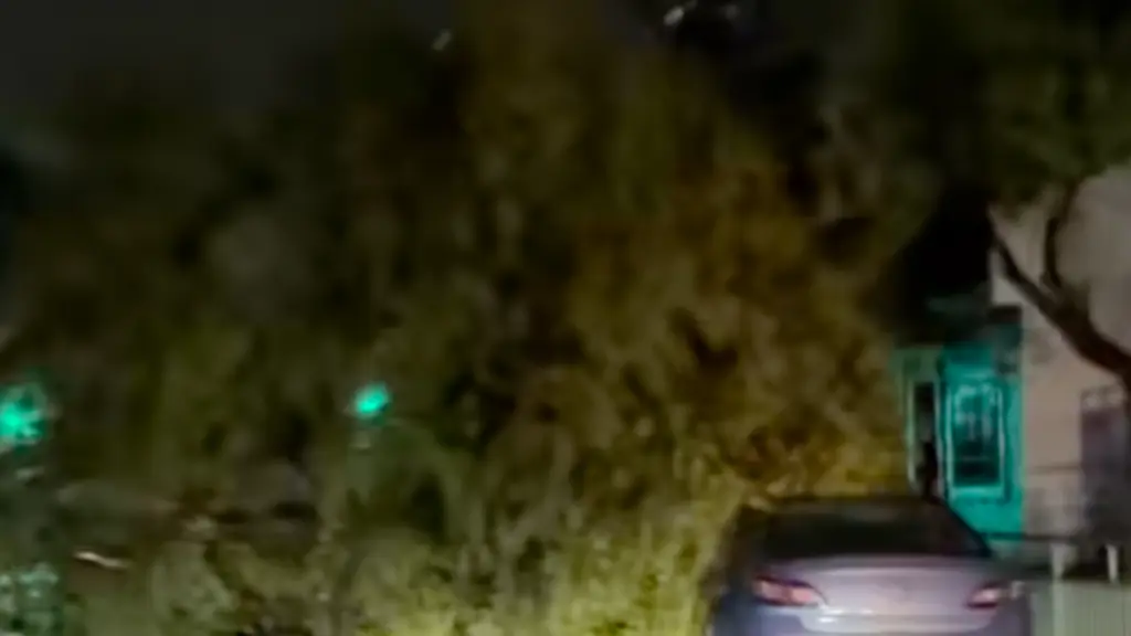 Árbol caído en Freire, Cedida