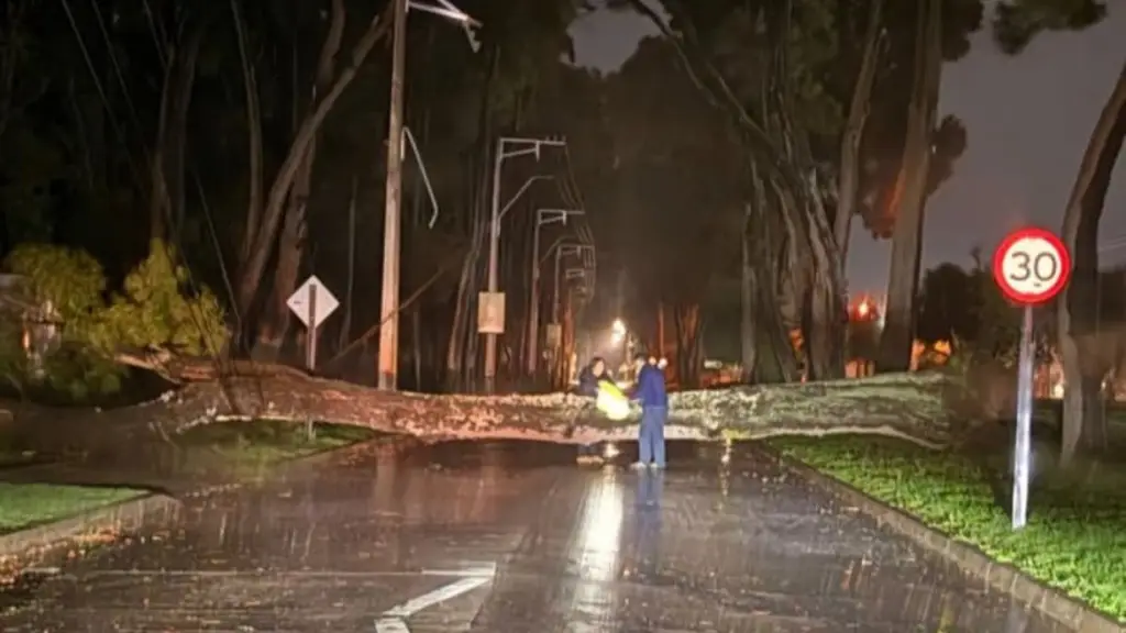 Árbol de gran magnitud se desprende de raíz, Radio Camila
