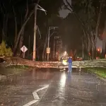 Árbol de gran magnitud se desprende de raíz, Radio Camila