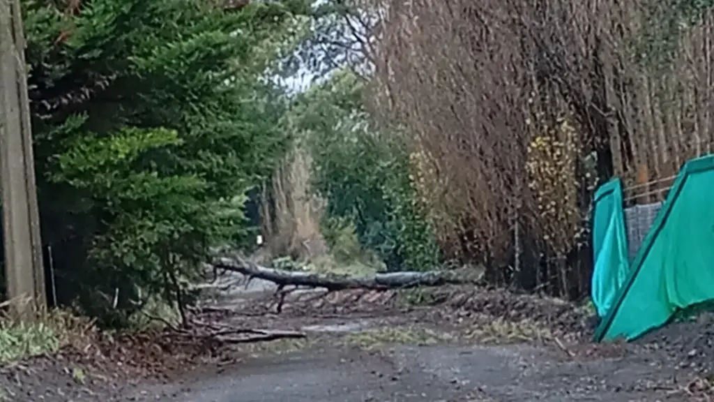 Caída de árboles en Alamedas de San Francisco 01 | La Tribuna