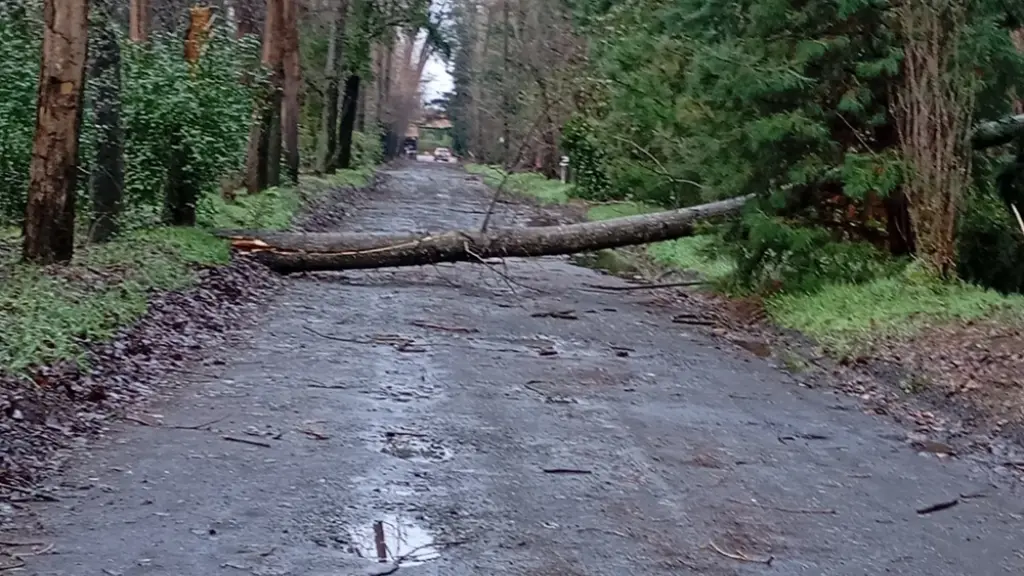 Caída de árboles en Alamedas de San Francisco 02 | La Tribuna