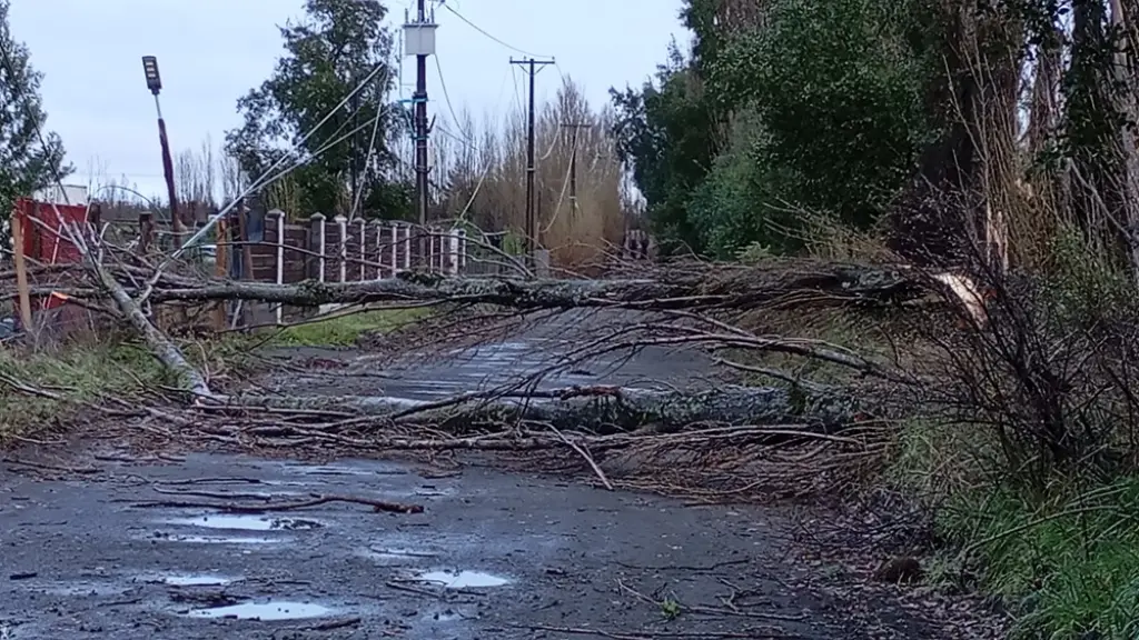 Caída de árboles en Alamedas de San Francisco 04 | La Tribuna