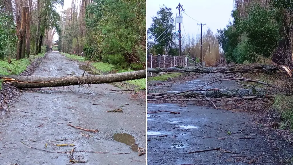 Alamedas de San Francisco