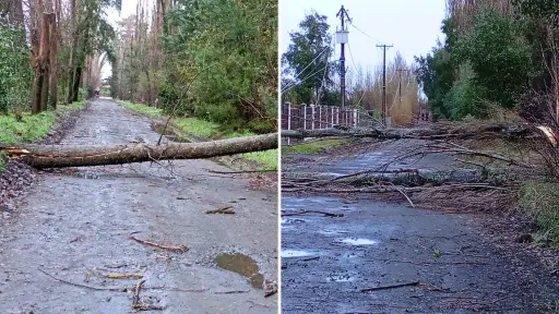 Caída de árboles de gran tamaño genera cortes de calles en Alamedas de San Francisco
