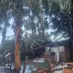 Árbol cae sobre casa , La Tribuna