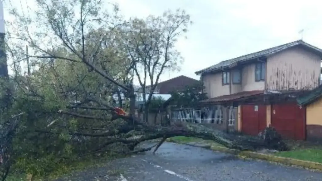 Árbol caído en calle José Santos Caro en Los Ángeles