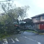Árbol caído en calle José Santos Caro en Los Ángeles