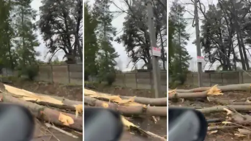 Precaución por presencia de grandes troncos a orilla del camino Cerro Colorado