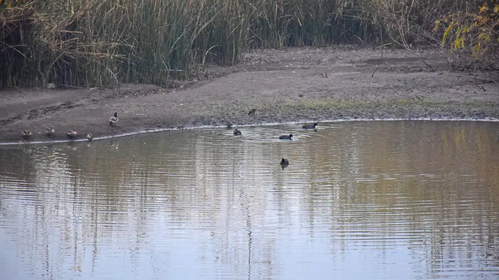 Cantarrana, Diario La Tribuna