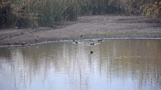 Analizan condiciones ambientales del humedal Cantarrana de Los Ángeles