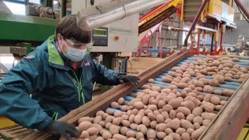 Papa mantiene precios bajos mientras productores piden impulsar industria procesadora