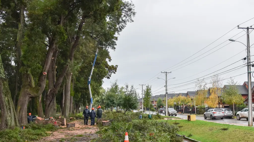 Cuestionan millonario proyecto de renovación de arbolado urbano de Los Ángeles por escasa sustentabilidad, Municipalidad de Los Ángeles