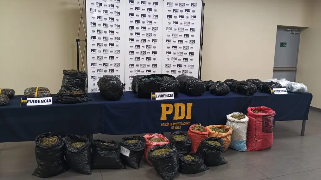 Más de 70 mil dosis de cannabis sativas fueron sacadas de circulación por parte de la Policía de Investigaciones. , PDI Araucanía