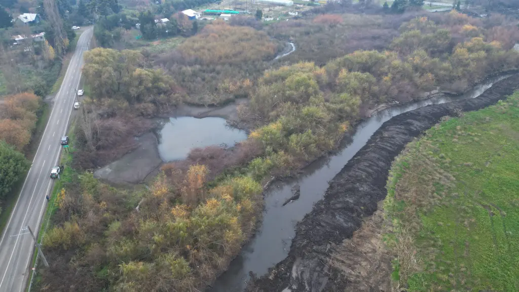 Cantarrana y el hábitat de la rana grande chilena , Diario La Tribuna