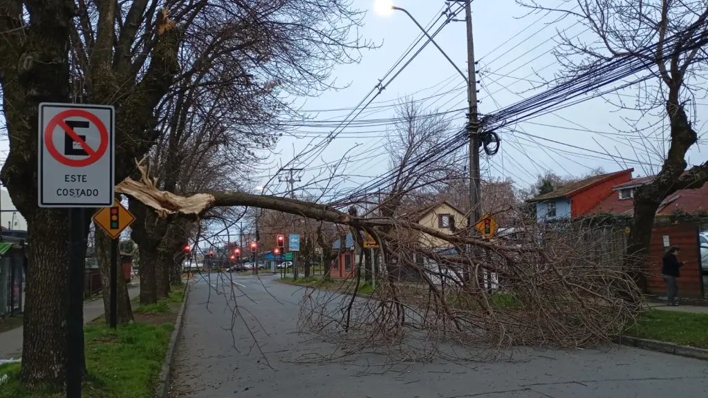 AHORA: Árbol caído provoca gran congestión vehicular en pleno centro de Los Ángeles, La Tribuna