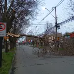 AHORA: Árbol caído provoca gran congestión vehicular en pleno centro de Los Ángeles, La Tribuna