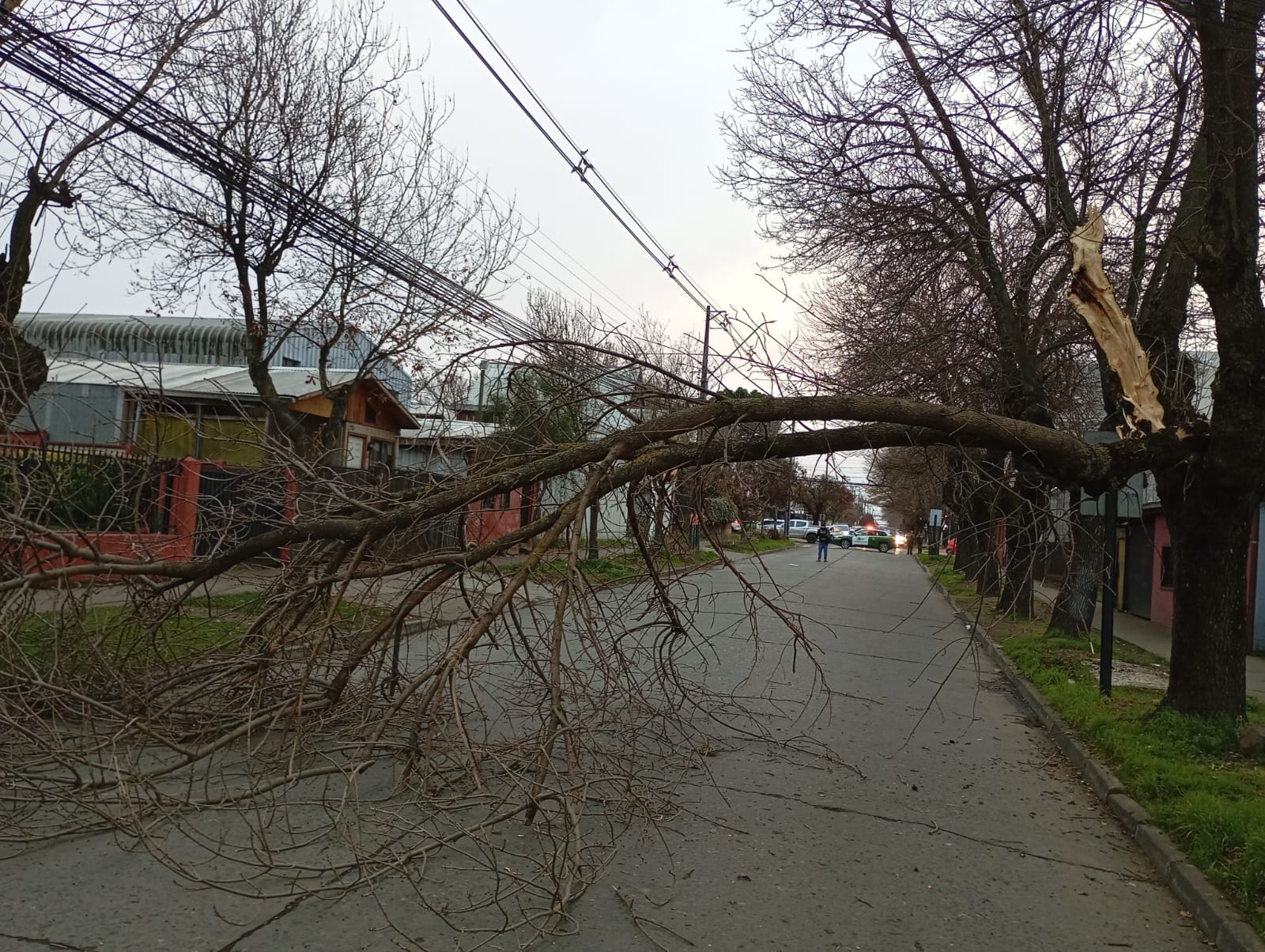AHORA: Árbol caído provoca gran congestión vehicular en pleno centro de Los Ángeles / La Tribuna