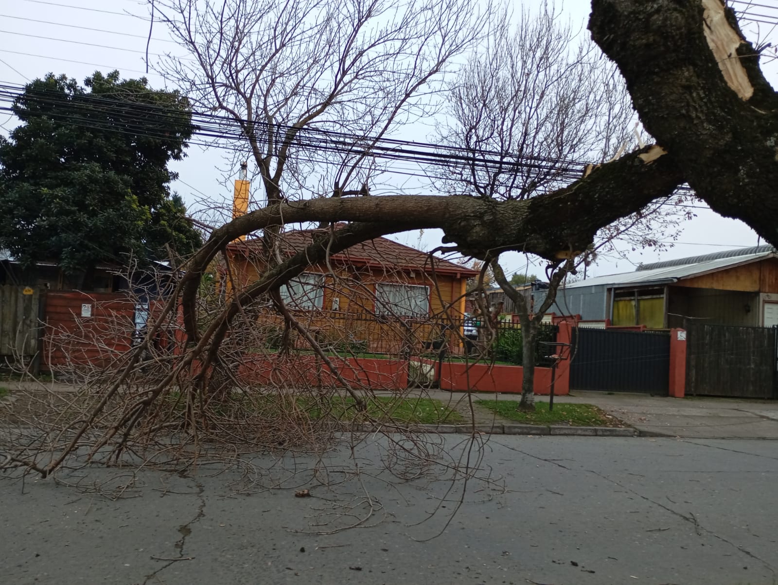 AHORA: Árbol caído provoca gran congestión vehicular en pleno centro de Los Ángeles / Fredy Muñoz