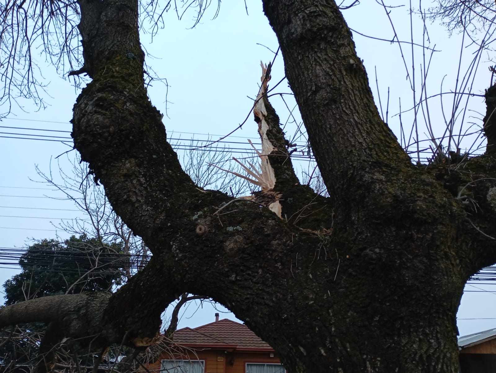 AHORA: Árbol caído provoca gran congestión vehicular en pleno centro de Los Ángeles / Fredy Muñoz