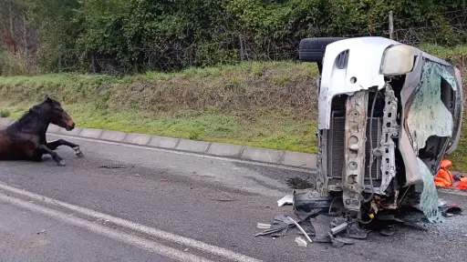  Choque entre vehículo menor y caballar en Laja dejó dos lesionados y corte de tránsito en la ruta Q-250