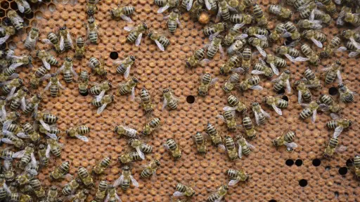 Apicultores apuntan a exportación con valor agregado a través de envíos de paquetes de abejas